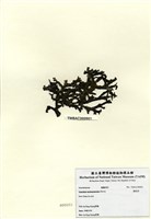 藏品(鳳尾菜)的圖片